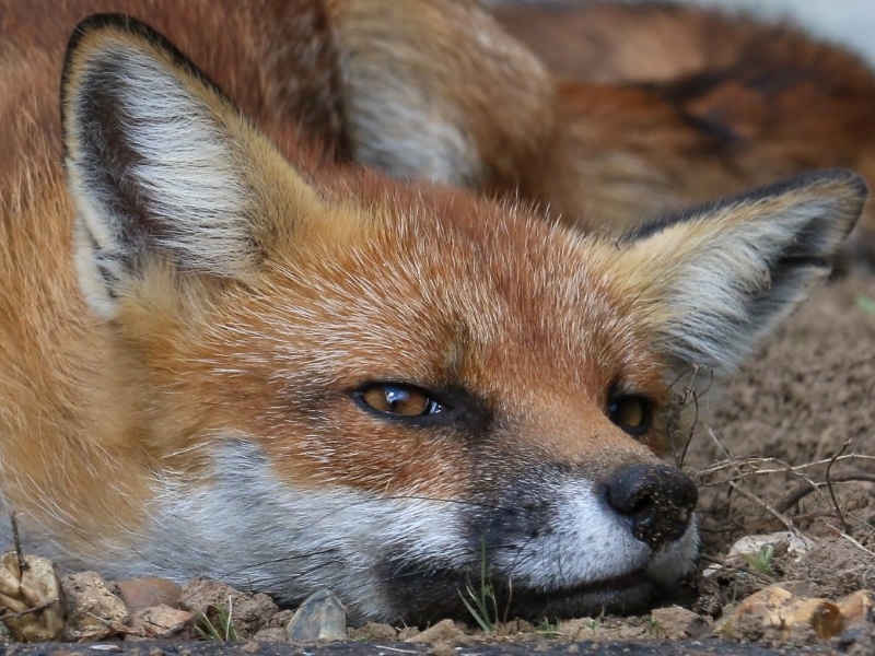 Winner Flora & Fauna - Alan Blackburn