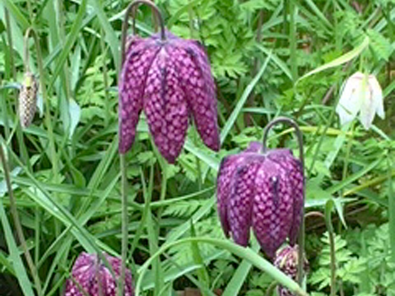 The Group were invited to see the woodland flowers at a member's home. Lots of tea and cake were welcomed and despite the cold and wet afternoon, £50 was raised.